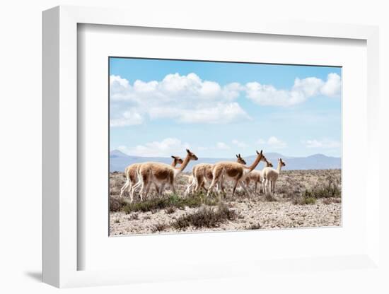 Colors of Peru - Wild Llamas-Philippe HUGONNARD-Framed Photographic Print