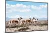 Colors of Peru - Wild Llamas-Philippe HUGONNARD-Mounted Photographic Print