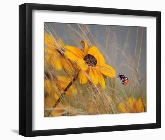 Colors of Summer-null-Framed Art Print