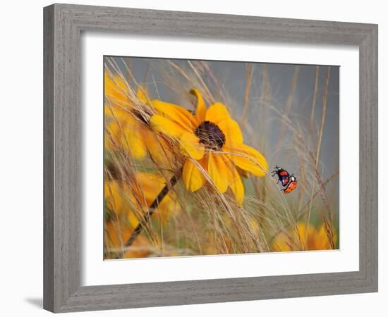 Colors of Summer-Anna Cseresnjes-Framed Photographic Print