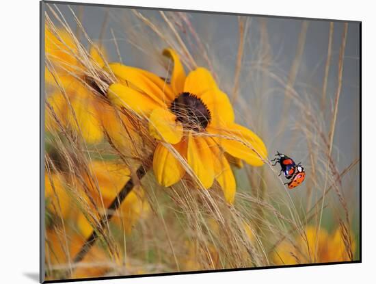 Colors of Summer-Anna Cseresnjes-Mounted Photographic Print