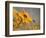 Colors of Summer-Anna Cseresnjes-Framed Photographic Print