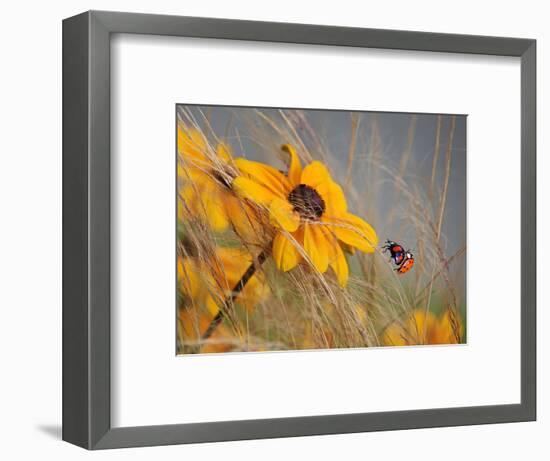 Colors of Summer-Anna Cseresnjes-Framed Photographic Print