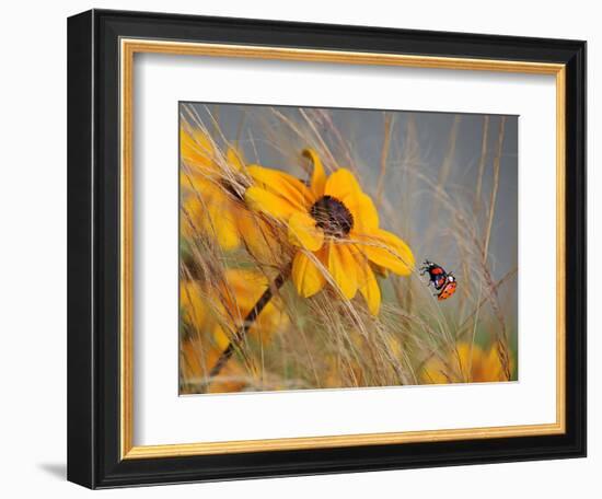 Colors of Summer-Anna Cseresnjes-Framed Photographic Print