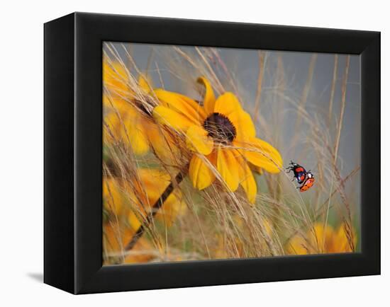 Colors of Summer-Anna Cseresnjes-Framed Premier Image Canvas