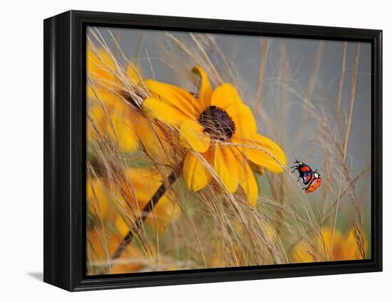 Colors of Summer-Anna Cseresnjes-Framed Premier Image Canvas