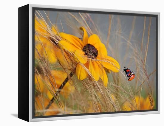 Colors of Summer-Anna Cseresnjes-Framed Premier Image Canvas