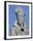 Colossal Statue of Ramses II, Cairo-null-Framed Giclee Print