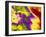 Colour Angiogram of Left Coronary Artery Stenosis-Mehau Kulyk-Framed Photographic Print