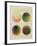 Colour Globes for Copper, Aquatint and Watercolour-Philipp Otto Runge-Framed Giclee Print