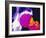 Colour X-ray of Upper Femur with Osteoporosis-PASIEKA-Framed Photographic Print