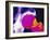 Colour X-ray of Upper Femur with Osteoporosis-PASIEKA-Framed Photographic Print