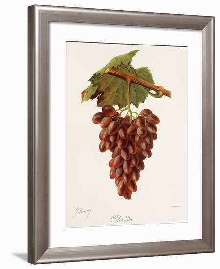 Colourada Grape-J. Troncy-Framed Giclee Print