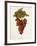 Colourada Grape-J. Troncy-Framed Giclee Print