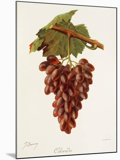 Colourada Grape-J. Troncy-Mounted Giclee Print