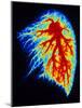 Coloured Angiogram of Pulmonary Arteries of Lung-Science Photo Library-Mounted Photographic Print