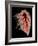 Coloured Angiogram of Pulmonary Arteries of Lung-Science Photo Library-Framed Photographic Print