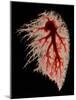 Coloured Angiogram of Pulmonary Arteries of Lung-Science Photo Library-Mounted Photographic Print