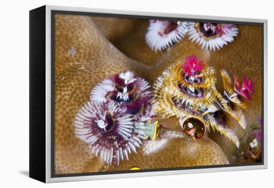 Coloured Christmas Tree Worm, Spirobranchus Giganteus, Florida Islands, the Solomon Islands-Reinhard Dirscherl-Framed Premier Image Canvas