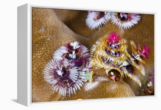 Coloured Christmas Tree Worm, Spirobranchus Giganteus, Florida Islands, the Solomon Islands-Reinhard Dirscherl-Framed Premier Image Canvas