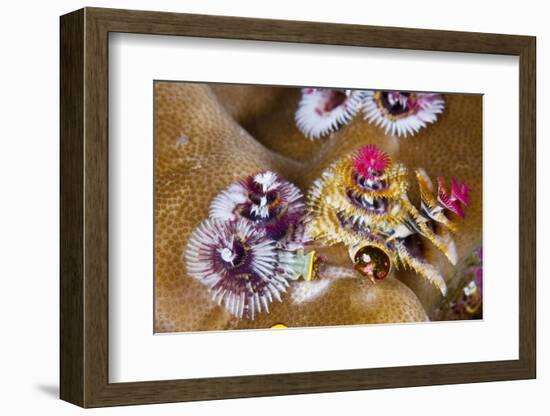 Coloured Christmas Tree Worm, Spirobranchus Giganteus, Florida Islands, the Solomon Islands-Reinhard Dirscherl-Framed Photographic Print