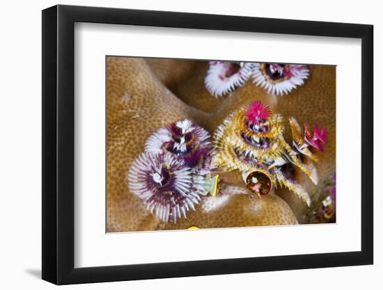 Coloured Christmas Tree Worm, Spirobranchus Giganteus, Florida Islands, the Solomon Islands-Reinhard Dirscherl-Framed Photographic Print