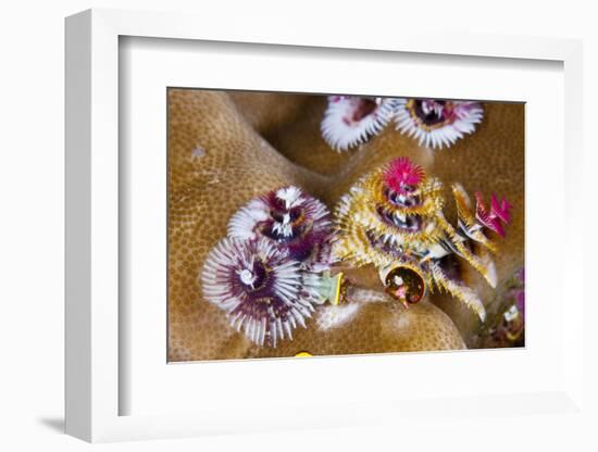 Coloured Christmas Tree Worm, Spirobranchus Giganteus, Florida Islands, the Solomon Islands-Reinhard Dirscherl-Framed Photographic Print
