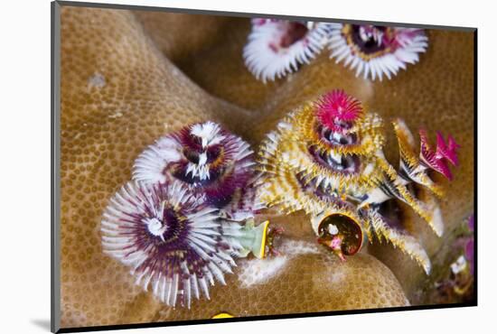 Coloured Christmas Tree Worm, Spirobranchus Giganteus, Florida Islands, the Solomon Islands-Reinhard Dirscherl-Mounted Photographic Print