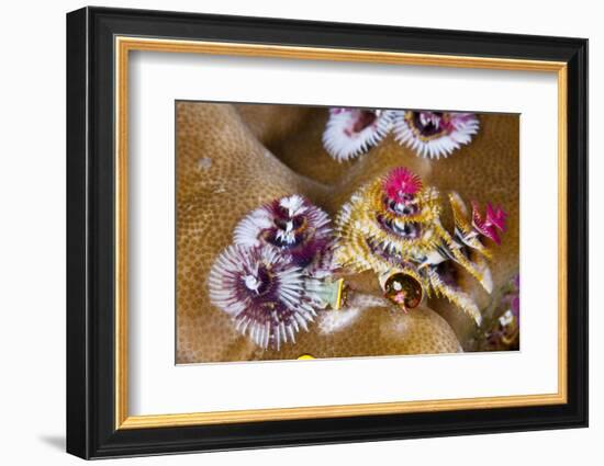 Coloured Christmas Tree Worm, Spirobranchus Giganteus, Florida Islands, the Solomon Islands-Reinhard Dirscherl-Framed Photographic Print