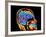 Coloured CT Scan of the Brain In Head (side View)-PASIEKA-Framed Photographic Print