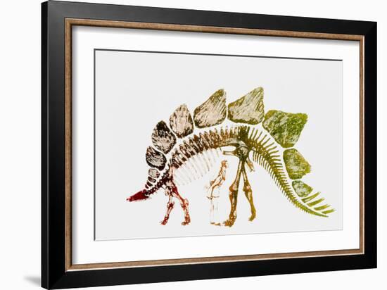 Coloured Engraving of a Stegosaurus Dinosaur-Mehau Kulyk-Framed Photographic Print