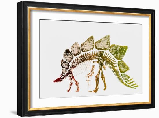 Coloured Engraving of a Stegosaurus Dinosaur-Mehau Kulyk-Framed Photographic Print
