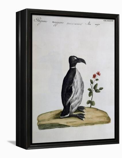 Coloured from Birds History, 1767, Table 497-null-Framed Premier Image Canvas