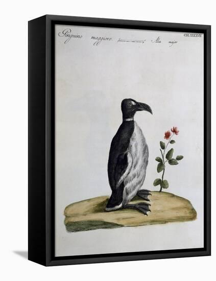 Coloured from Birds History, 1767, Table 497-null-Framed Premier Image Canvas