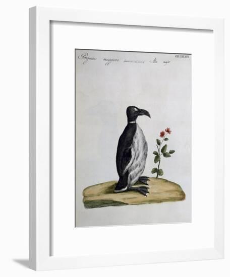 Coloured from Birds History, 1767, Table 497-null-Framed Giclee Print