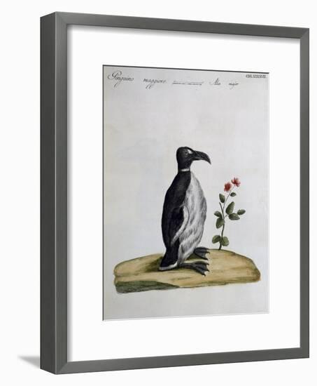 Coloured from Birds History, 1767, Table 497-null-Framed Giclee Print