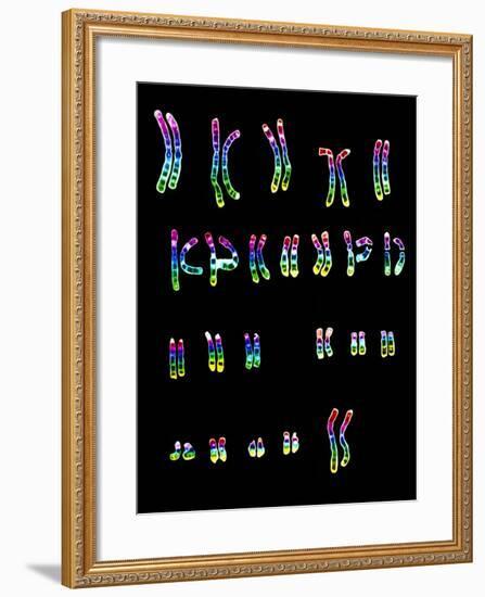 Coloured LM of a Normal Female Karyotype-L. Willatt-Framed Photographic Print