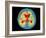 Coloured MRI Brain Scan of Abscess In Meningitis-Mehau Kulyk-Framed Photographic Print