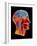 Coloured MRI Scan of the Human Head (side View)-PASIEKA-Framed Photographic Print