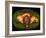 Coloured MRI Scan Showing Prostate Cancer-Science Photo Library-Framed Photographic Print