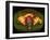 Coloured MRI Scan Showing Prostate Cancer-Science Photo Library-Framed Photographic Print