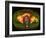 Coloured MRI Scan Showing Prostate Cancer-Science Photo Library-Framed Photographic Print