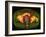 Coloured MRI Scan Showing Prostate Cancer-Science Photo Library-Framed Photographic Print