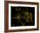 Coloured Pictorial Plaque on Pioneer 10 And 11-null-Framed Photographic Print