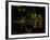 Coloured Pictorial Plaque on Pioneer 10 And 11-null-Framed Photographic Print