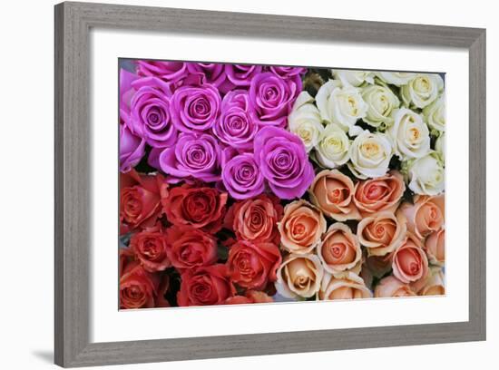 Coloured Rose Blossoms, Roses-Sweet Ink-Framed Premium Photographic Print