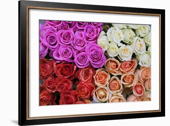 Coloured Rose Blossoms, Roses-Sweet Ink-Framed Premium Photographic Print