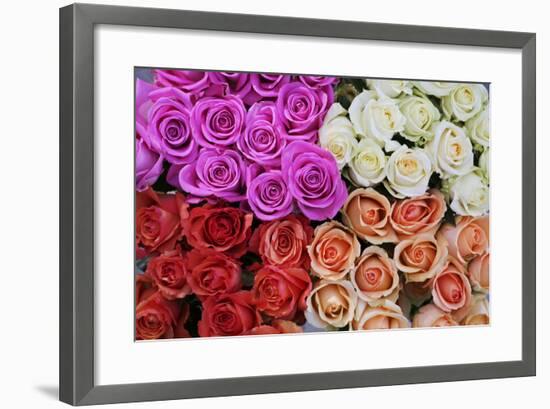 Coloured Rose Blossoms, Roses-Sweet Ink-Framed Premium Photographic Print