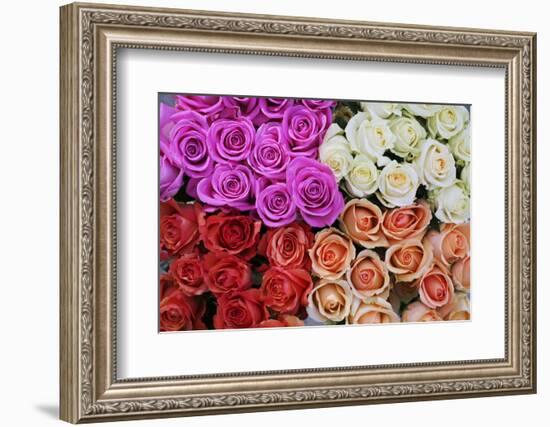 Coloured Rose Blossoms, Roses-Sweet Ink-Framed Photographic Print