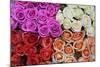 Coloured Rose Blossoms, Roses-Sweet Ink-Mounted Photographic Print